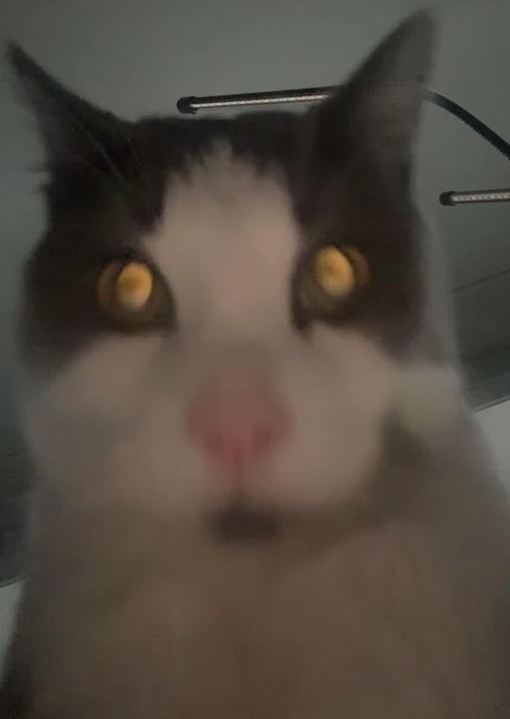 Cat original