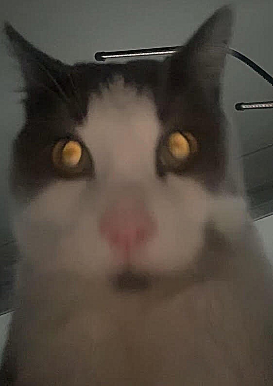 alpha 2