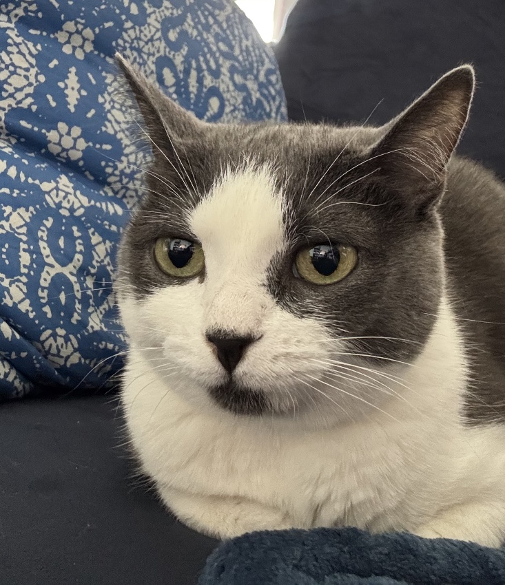 Little cat