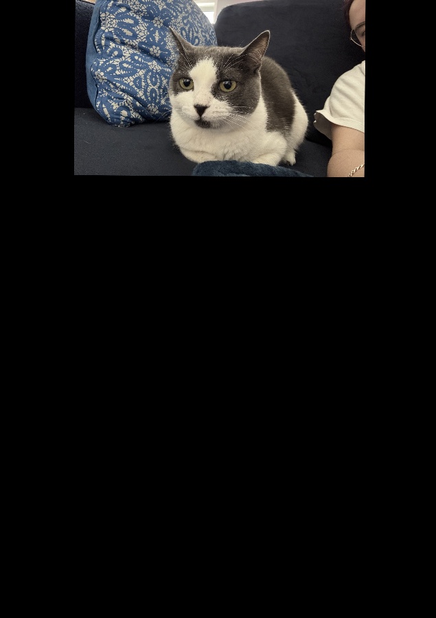 Little cat (aligned)